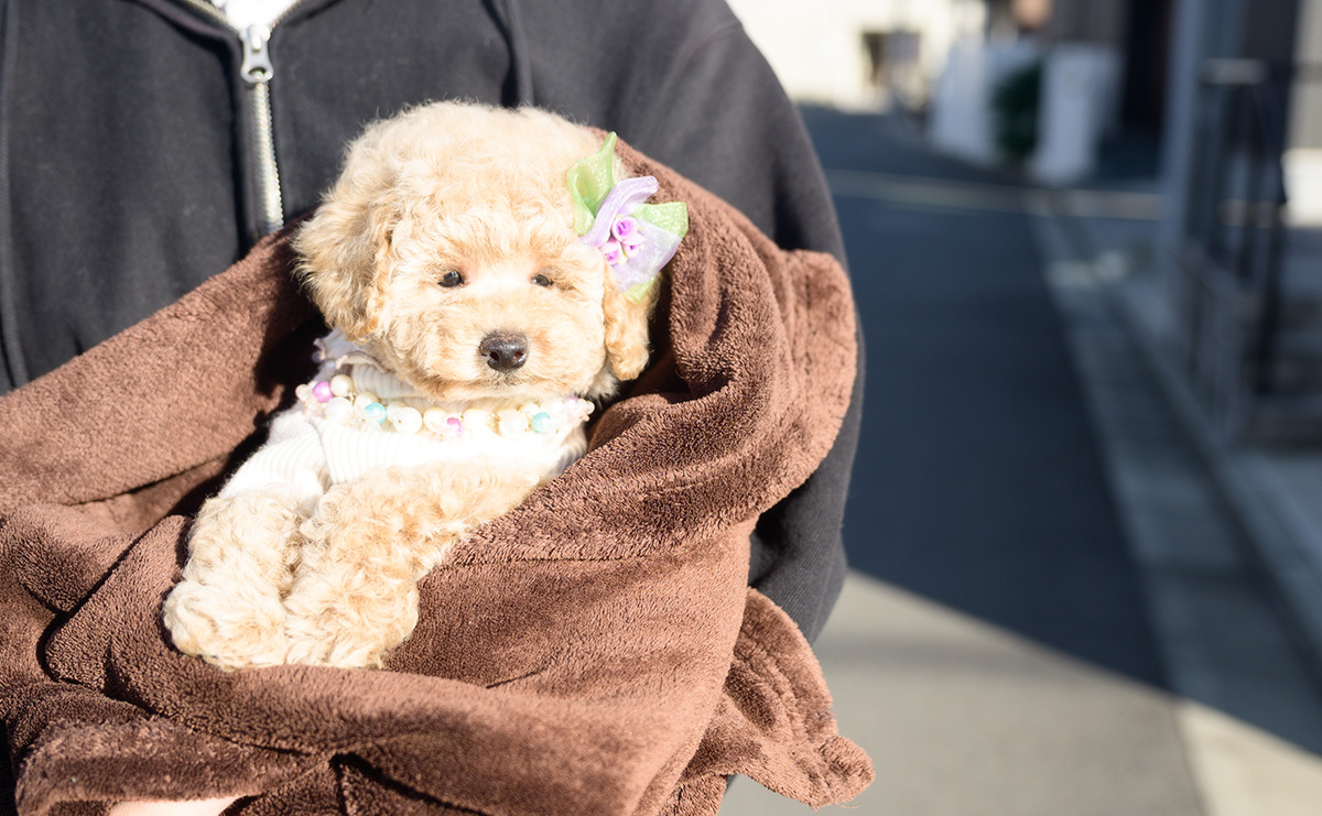 トイプードルのクリームの女の子｜2025年10月2日生まれ｜No.10968｜画像0枚目