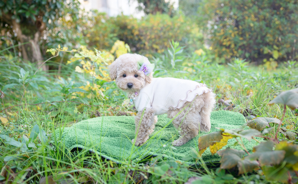 トイプードルのクリームの女の子｜2025年10月2日生まれ｜No.10968｜画像1枚目