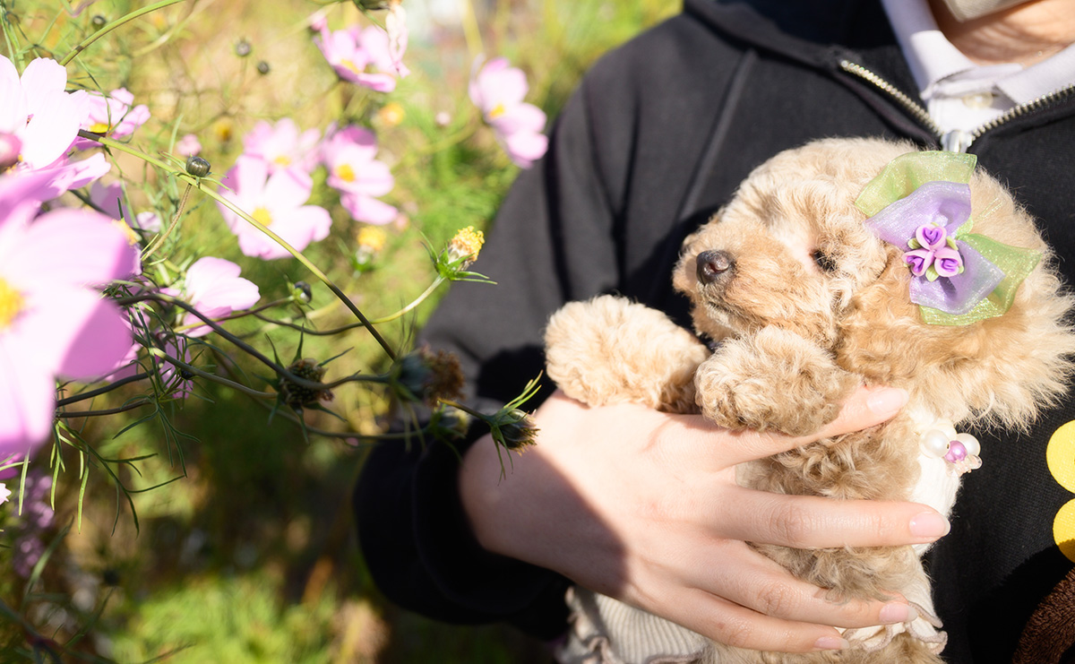 トイプードルのクリームの女の子｜2025年10月2日生まれ｜No.10968｜画像2枚目