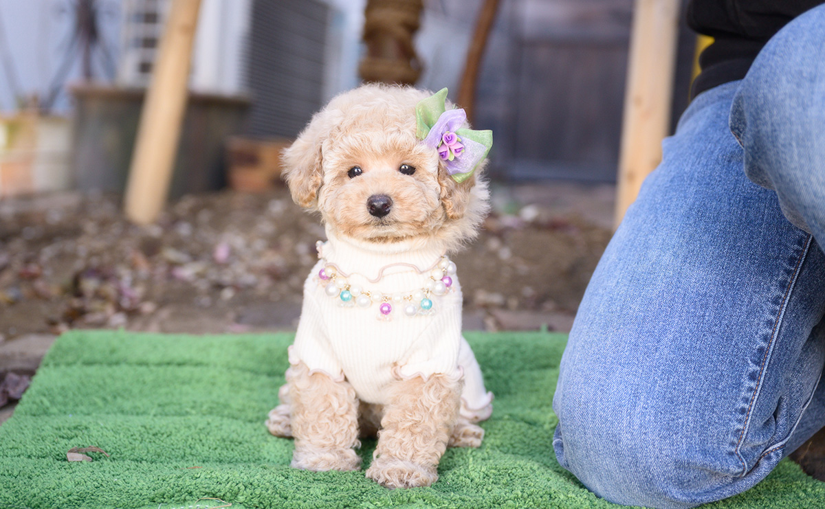 トイプードルのクリームの女の子｜2025年10月2日生まれ｜No.10968｜画像3枚目