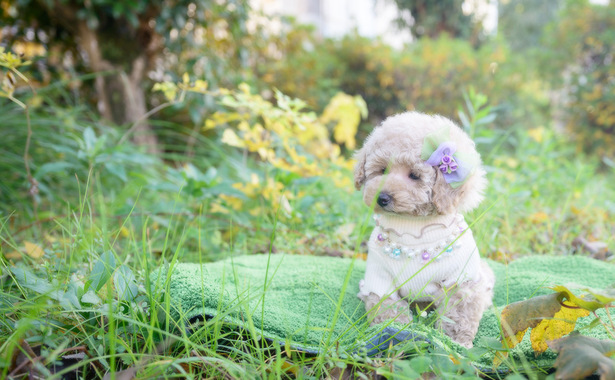 トイプードルのクリームの女の子｜2025年10月2日生まれ｜No.10968｜画像4枚目