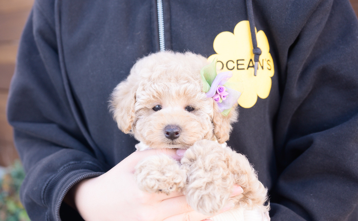 トイプードルのクリームの女の子｜2025年10月2日生まれ｜No.10968｜画像5枚目