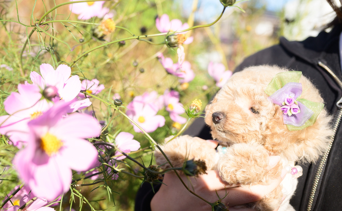 トイプードルのクリームの女の子｜2025年10月2日生まれ｜No.10968｜画像6枚目