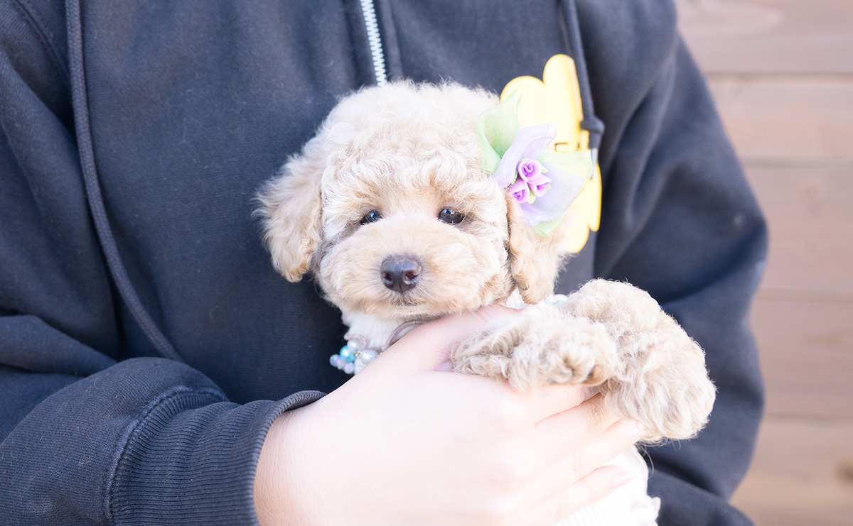 トイプードルのクリームの女の子｜2025年10月2日生まれ｜No.10968｜画像7枚目