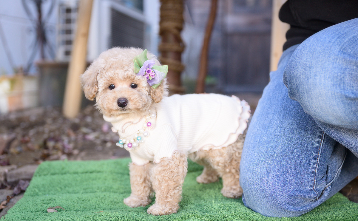 トイプードルのクリームの女の子｜2025年10月2日生まれ｜No.10968｜画像8枚目