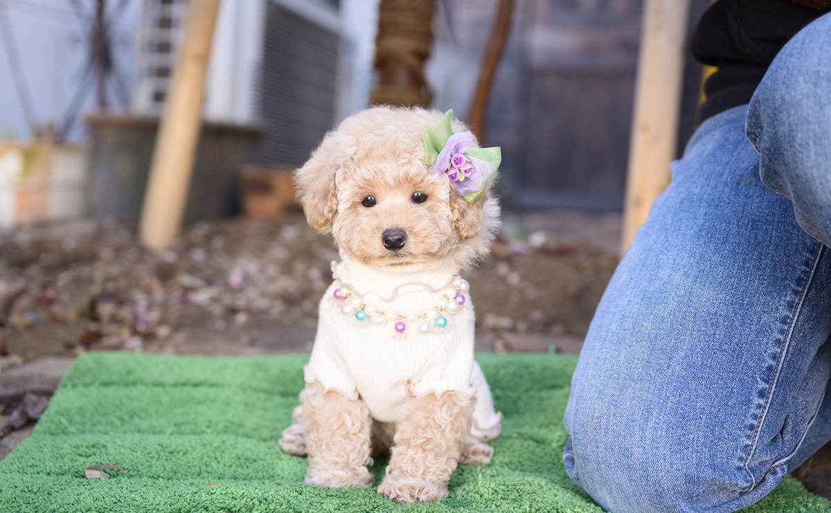 トイプードルのクリームの女の子｜2025年10月2日生まれ｜No.10968｜画像9枚目