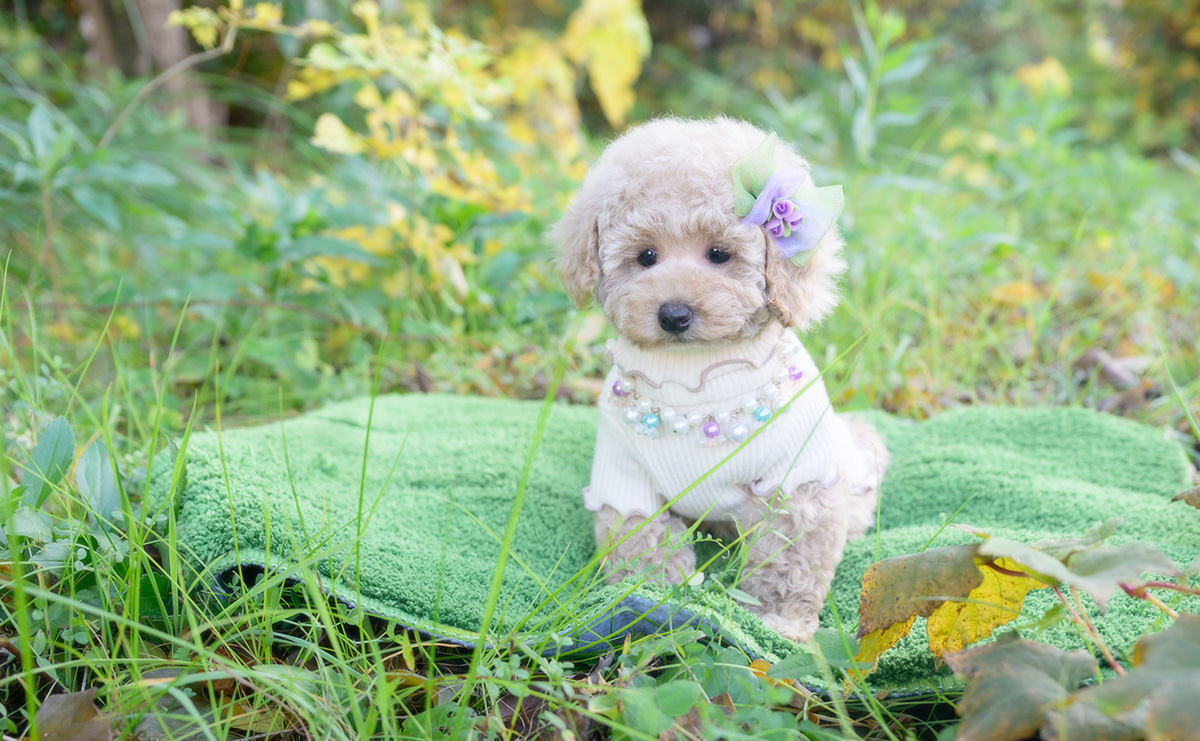 トイプードルのクリームの女の子｜2025年10月2日生まれ｜No.10968｜画像10枚目