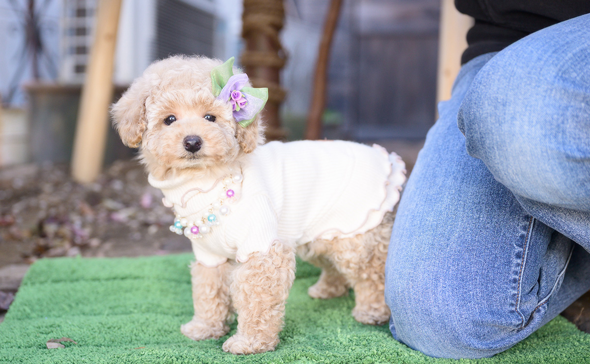 トイプードルのクリームの女の子｜2025年10月2日生まれ｜No.10968｜画像11枚目