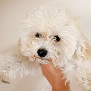 タイニープードルのクリームの男の子｜2025年8月28日生まれ｜No.11008｜画像0枚目