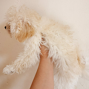 タイニープードルのクリームの男の子｜2025年8月28日生まれ｜No.11008｜画像1枚目