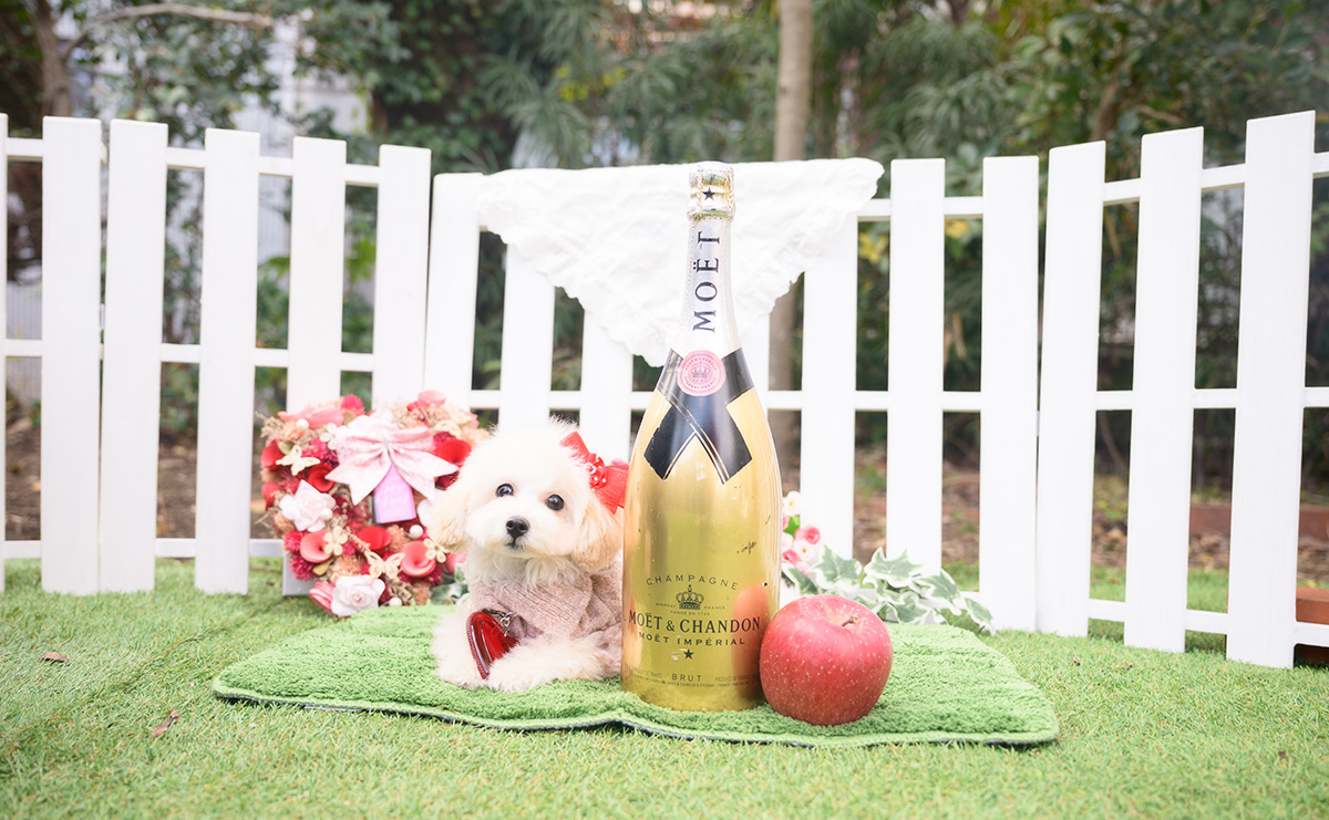 タイニープードルのクリームの女の子｜2025年8月1日生まれ｜No.11014｜画像0枚目