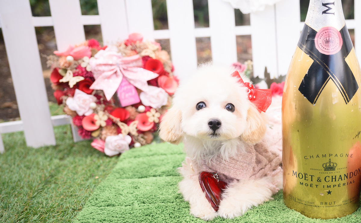 タイニープードルのクリームの女の子｜2025年8月1日生まれ｜No.11014｜画像1枚目