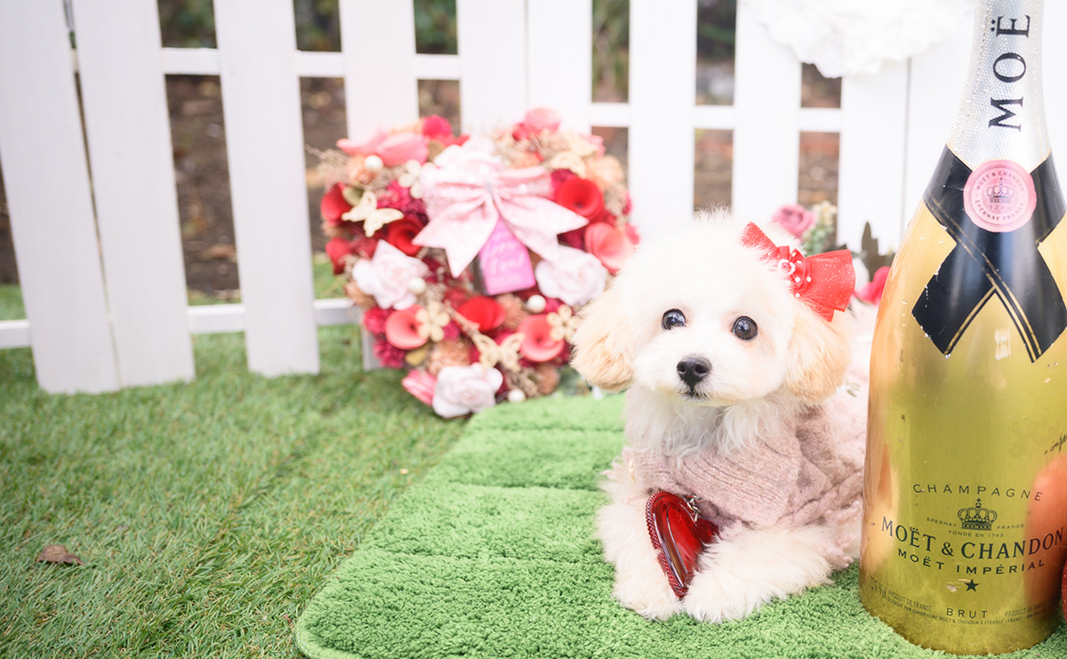 タイニープードルのクリームの女の子｜2025年8月1日生まれ｜No.11014｜画像2枚目