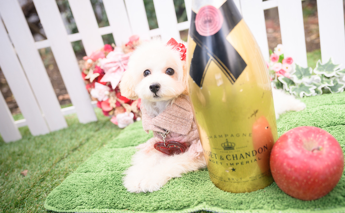 タイニープードルのクリームの女の子｜2025年8月1日生まれ｜No.11014｜画像3枚目