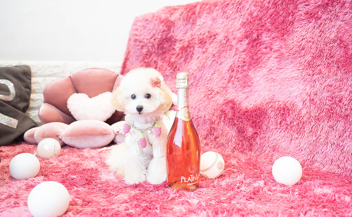 タイニープードルのクリームの女の子|2025年10月30日生まれ|No.11064|画像0枚目