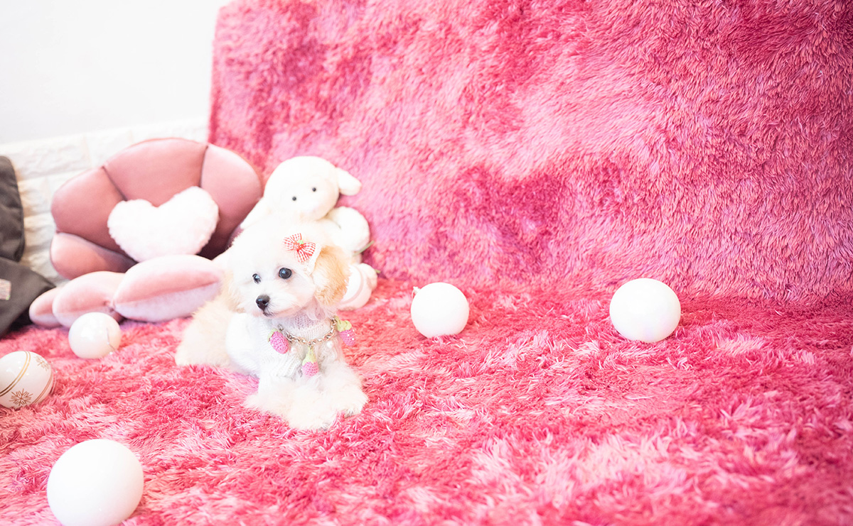 タイニープードルのクリームの女の子|2025年10月30日生まれ|No.11064|画像2枚目