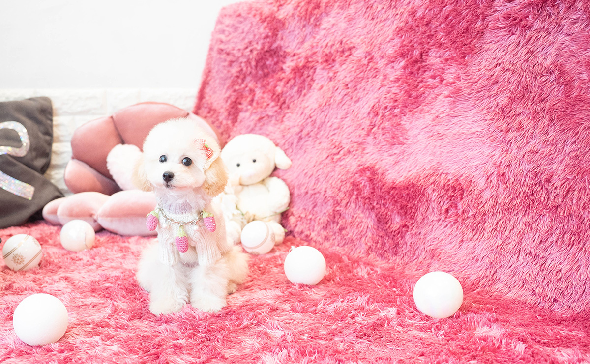 タイニープードルのクリームの女の子｜2025年10月30日生まれ｜No.11064｜画像3枚目