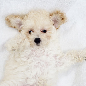 タイニープードルのクリームの男の子｜2025年11月2日生まれ｜No.11029｜画像1枚目