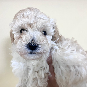 トイプードルのクリームの男の子｜2025年11月14日生まれ｜No.11033｜画像0枚目