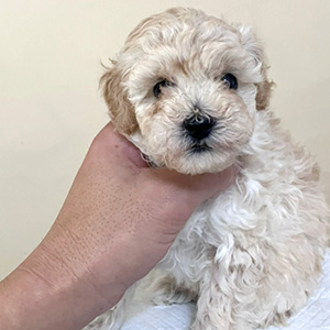 トイプードルのクリームの男の子｜2025年11月14日生まれ｜No.11033｜画像2枚目