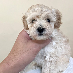 トイプードルのクリームの男の子｜2025年11月14日生まれ｜No.11033｜画像3枚目