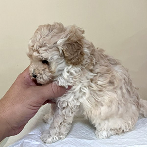 トイプードルのクリームの男の子｜2025年11月14日生まれ｜No.11033｜画像4枚目
