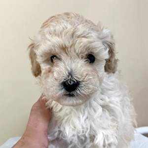 トイプードルのクリームの男の子｜2025年11月14日生まれ｜No.11033｜画像5枚目