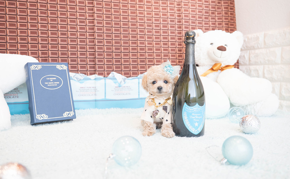 タイニープードルのクリームの男の子｜2025年11月12日生まれ｜No.11045｜画像1枚目