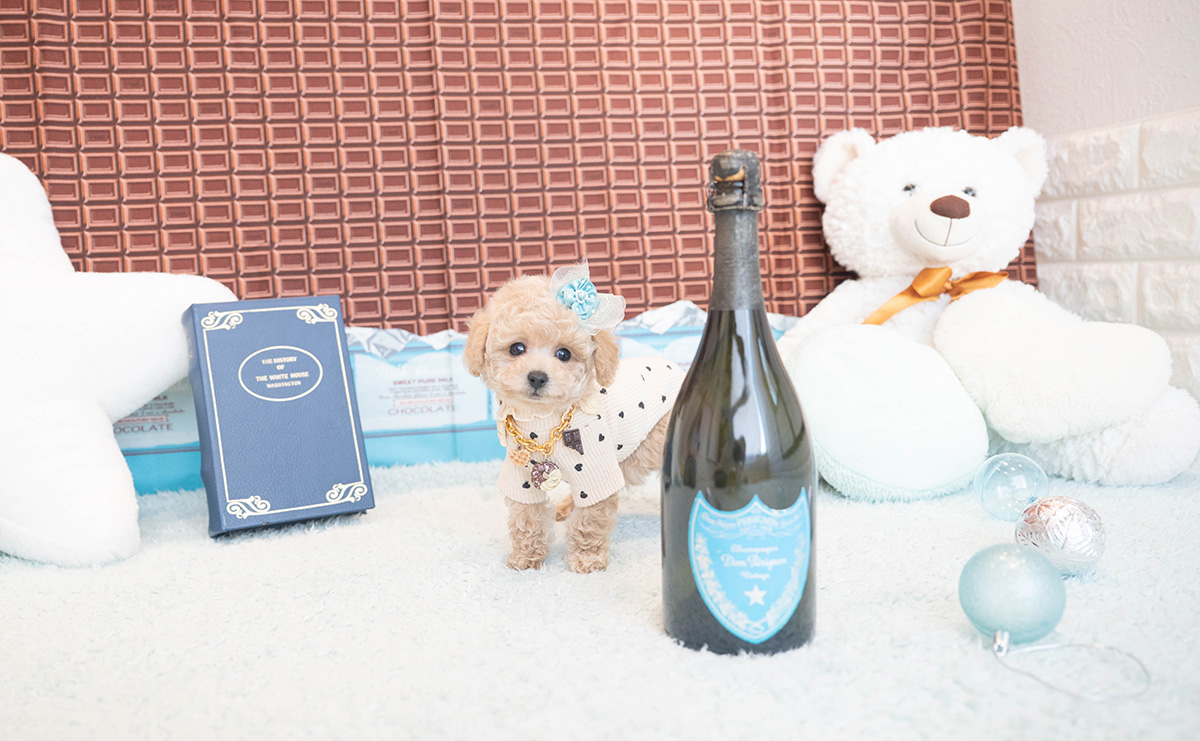 タイニープードルのクリームの男の子｜2025年11月12日生まれ｜No.11045｜画像2枚目