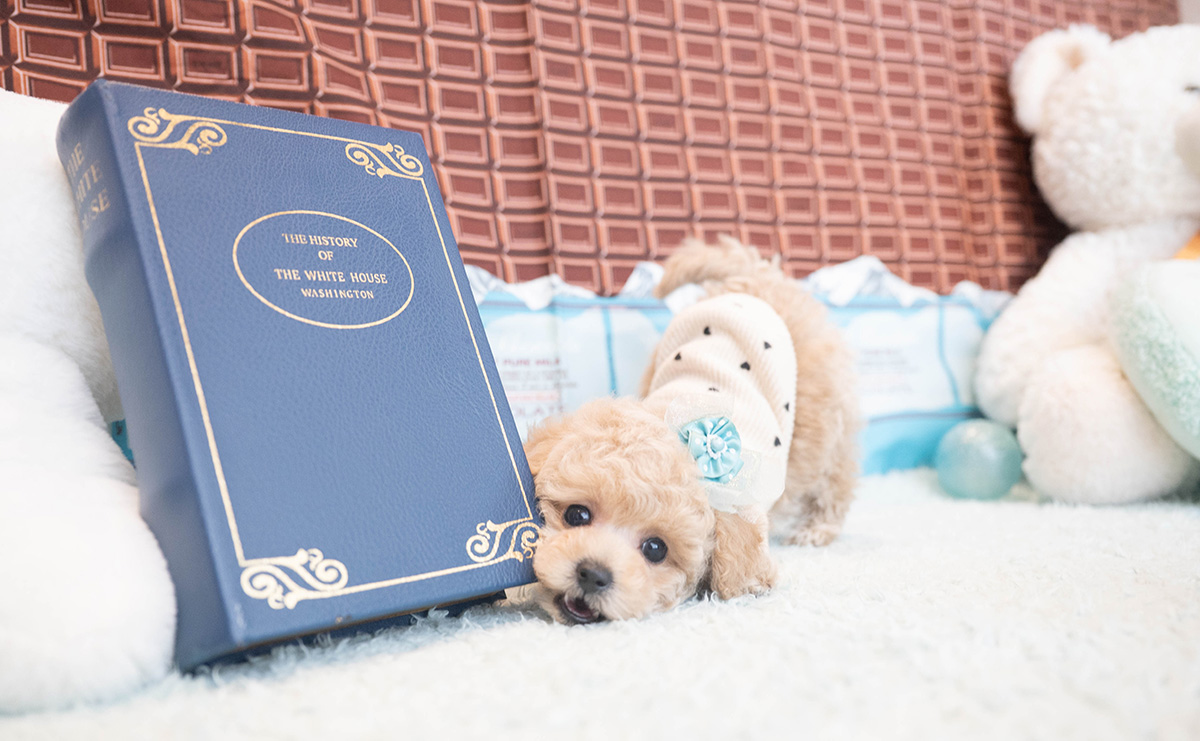 タイニープードルのクリームの男の子｜2025年11月12日生まれ｜No.11045｜画像3枚目