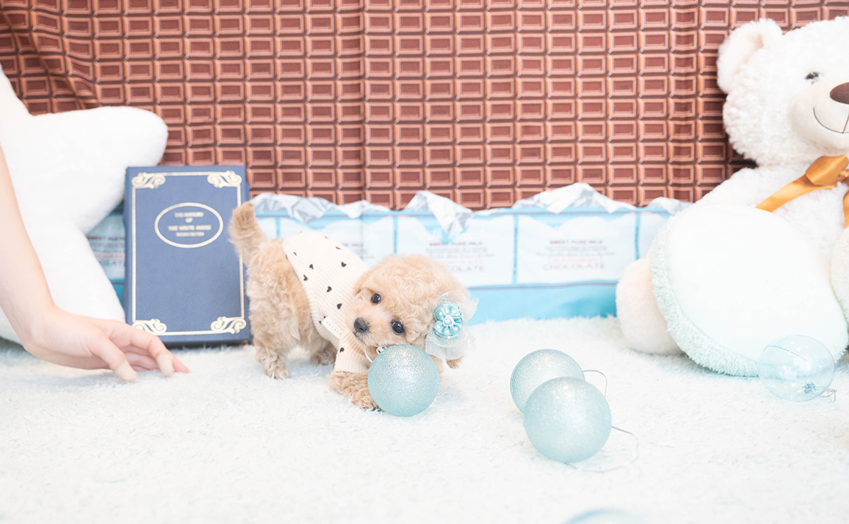 タイニープードルのクリームの男の子｜2025年11月12日生まれ｜No.11045｜画像4枚目