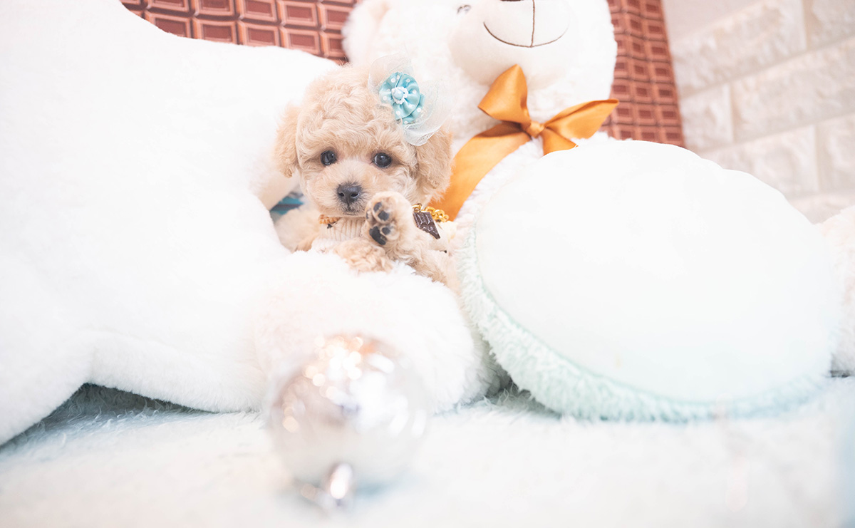 タイニープードルのクリームの男の子｜2025年11月12日生まれ｜No.11045｜画像6枚目