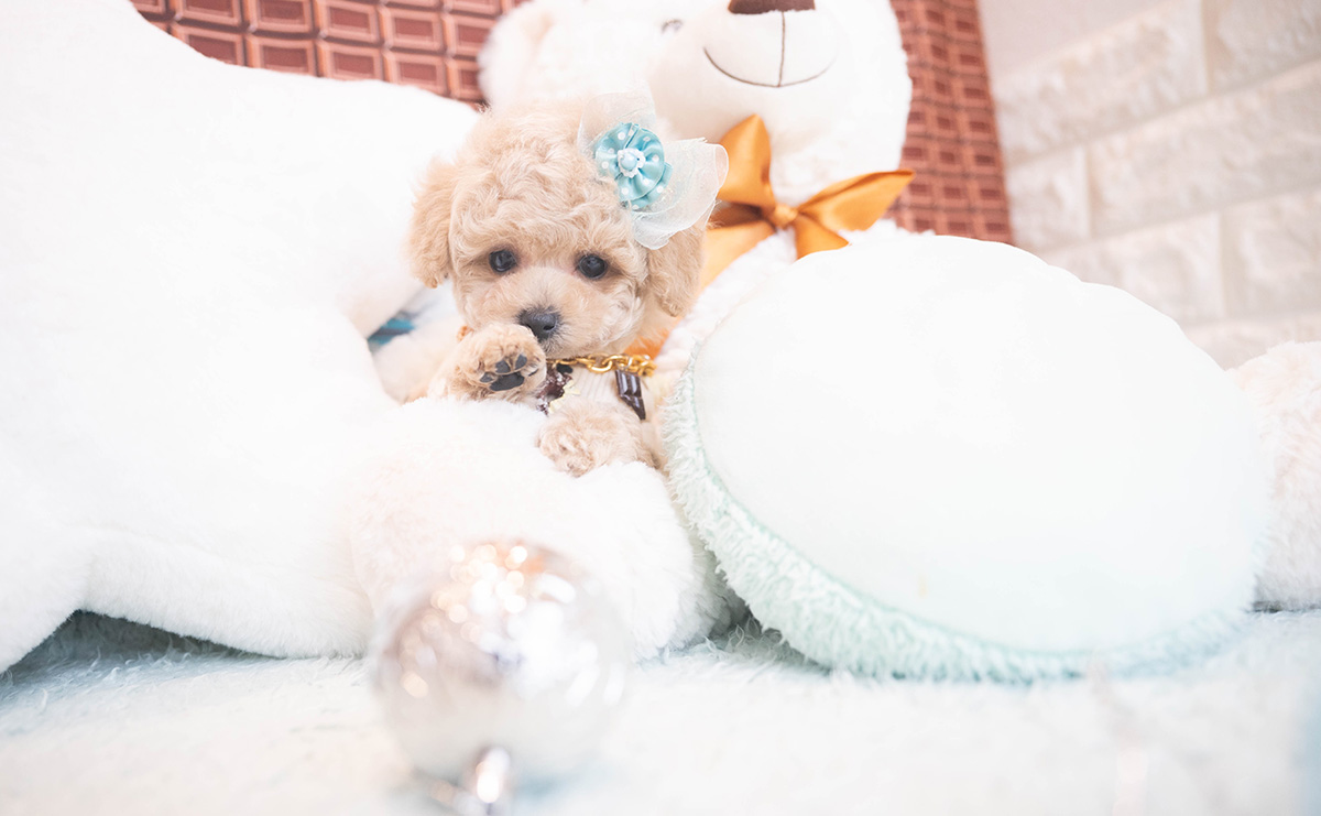 タイニープードルのクリームの男の子｜2025年11月12日生まれ｜No.11045｜画像7枚目