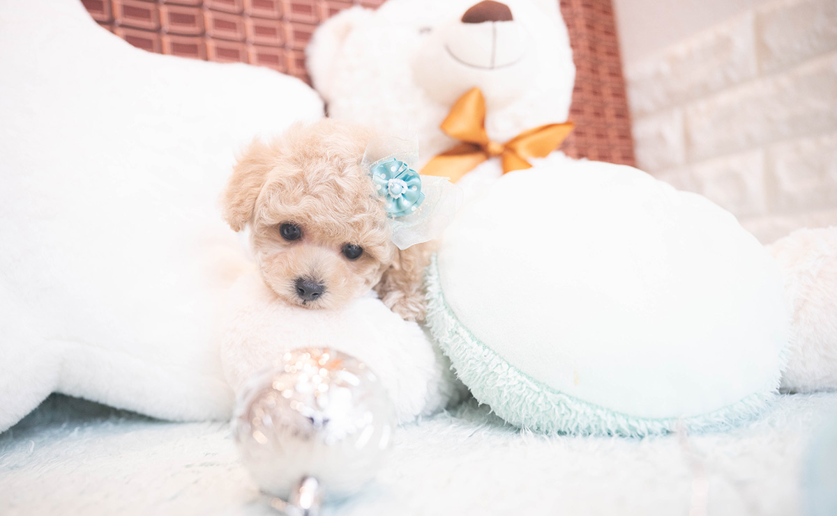 タイニープードルのクリームの男の子｜2025年11月12日生まれ｜No.11045｜画像8枚目