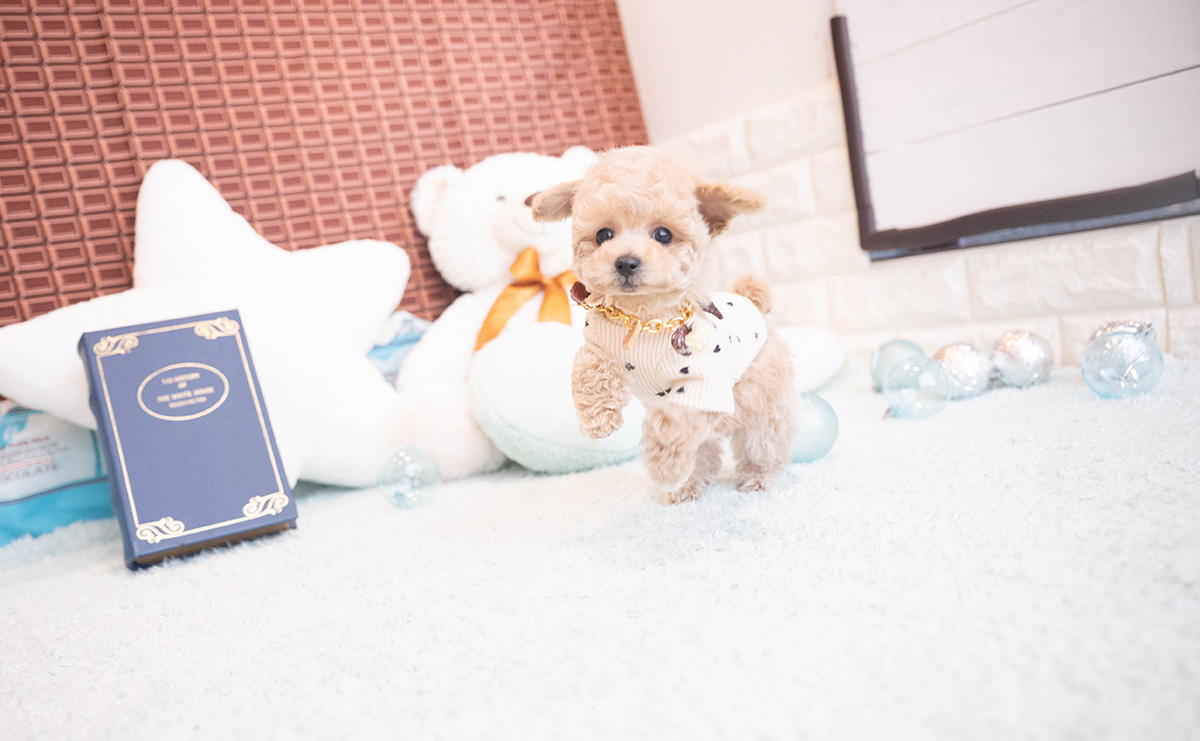 タイニープードルのクリームの男の子｜2025年11月12日生まれ｜No.11045｜画像9枚目