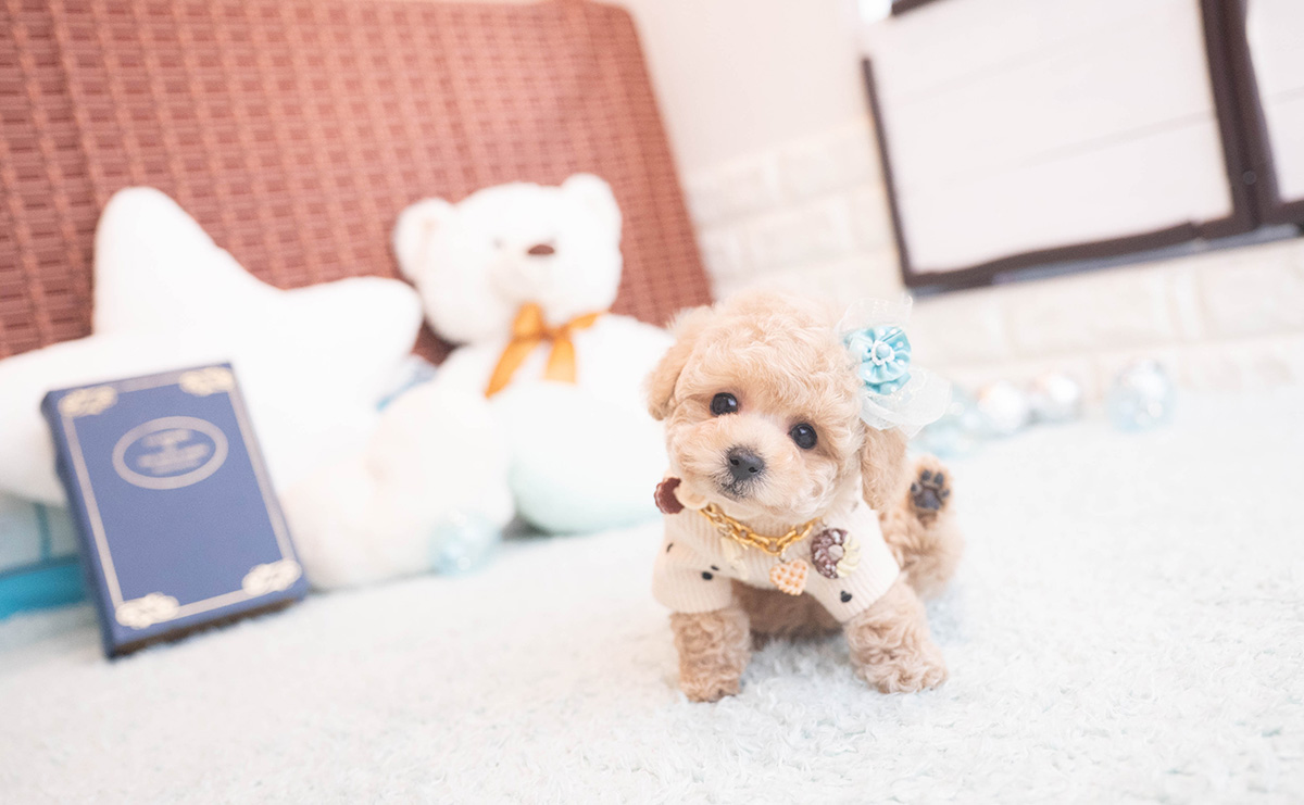 タイニープードルのクリームの男の子｜2025年11月12日生まれ｜No.11045｜画像0枚目