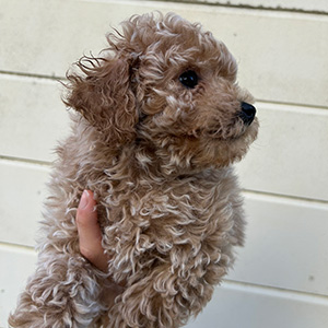 タイニープードルのクリームの女の子｜2025年11月9日生まれ｜No.11052｜画像1枚目