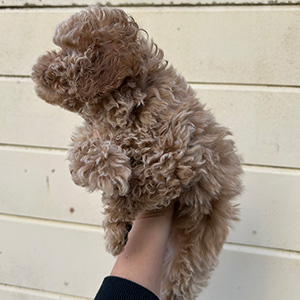 タイニープードルのクリームの女の子｜2025年11月9日生まれ｜No.11052｜画像3枚目