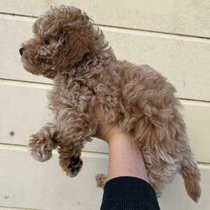 タイニープードルのクリームの女の子｜2025年11月9日生まれ｜No.11052｜画像4枚目