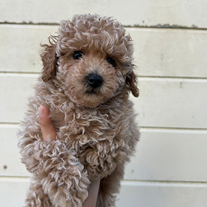 タイニープードルのクリームの女の子｜2025年11月9日生まれ｜No.11052｜画像5枚目