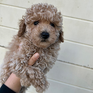 タイニープードルのクリームの女の子｜2025年11月9日生まれ｜No.11052｜画像0枚目