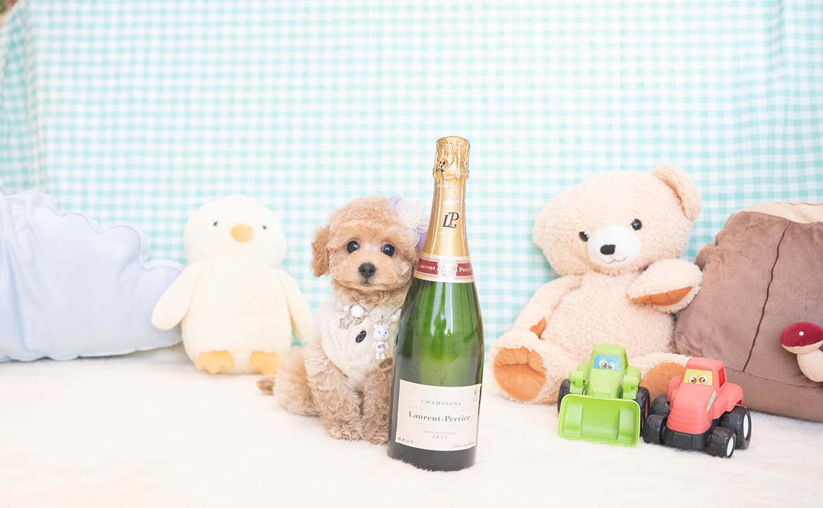 トイプードルのクリームの男の子｜2025年11月12日生まれ｜No.11051｜画像1枚目