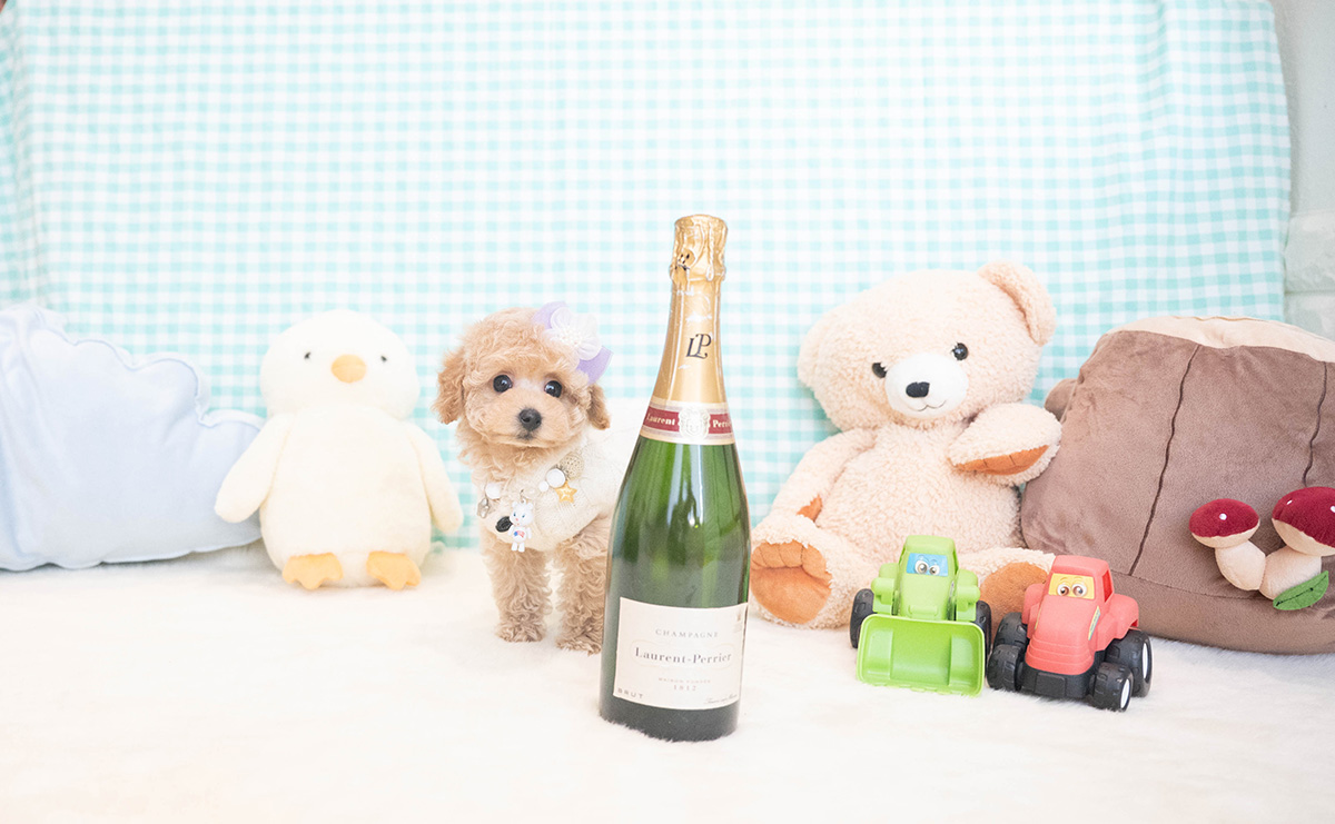 トイプードルのクリームの男の子｜2025年11月12日生まれ｜No.11051｜画像2枚目