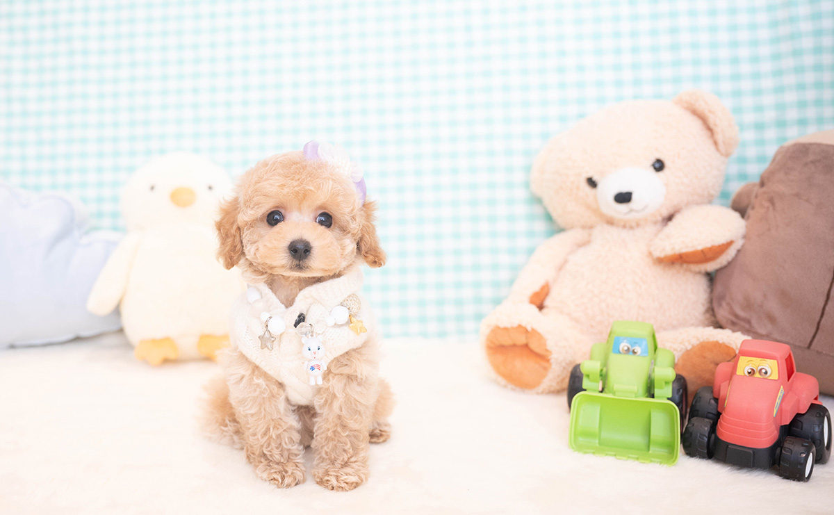 トイプードルのクリームの男の子｜2025年11月12日生まれ｜No.11051｜画像4枚目