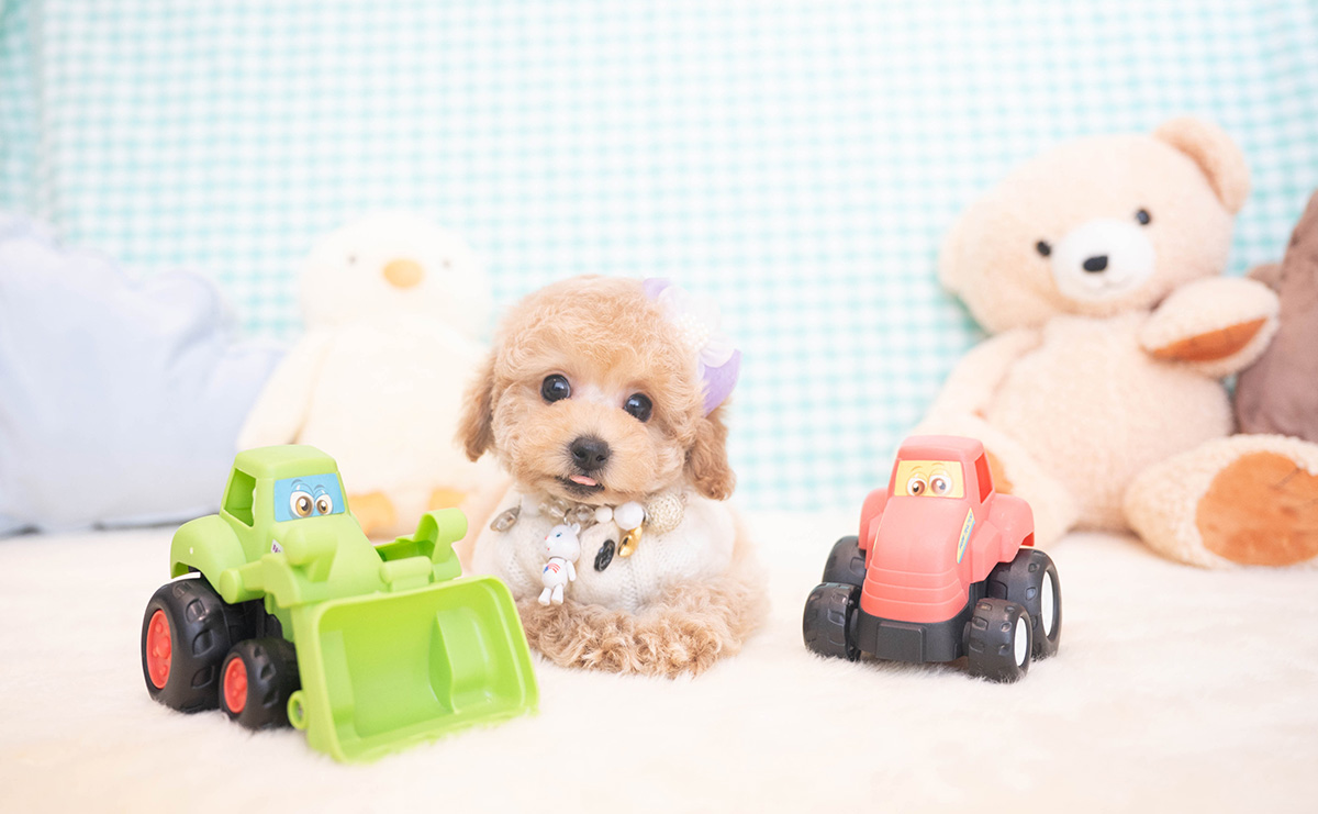 トイプードルのクリームの男の子｜2025年11月12日生まれ｜No.11051｜画像5枚目