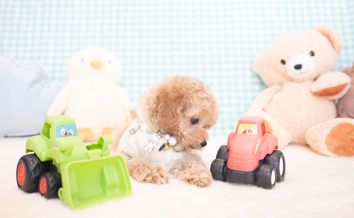 トイプードルのクリームの男の子｜2025年11月12日生まれ｜No.11051｜画像6枚目