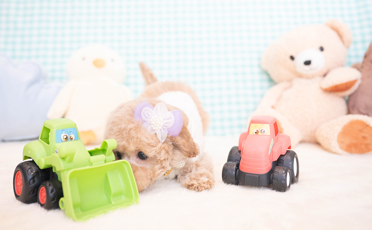 トイプードルのクリームの男の子｜2025年11月12日生まれ｜No.11051｜画像7枚目