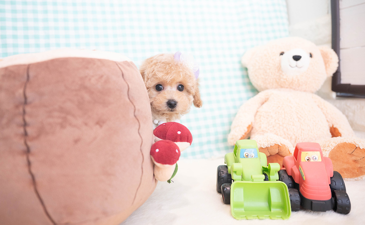 トイプードルのクリームの男の子｜2025年11月12日生まれ｜No.11051｜画像8枚目