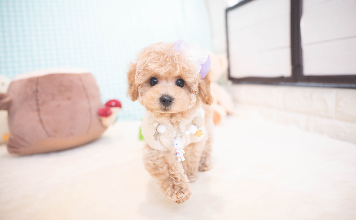 トイプードルのクリームの男の子｜2025年11月12日生まれ｜No.11051｜画像0枚目