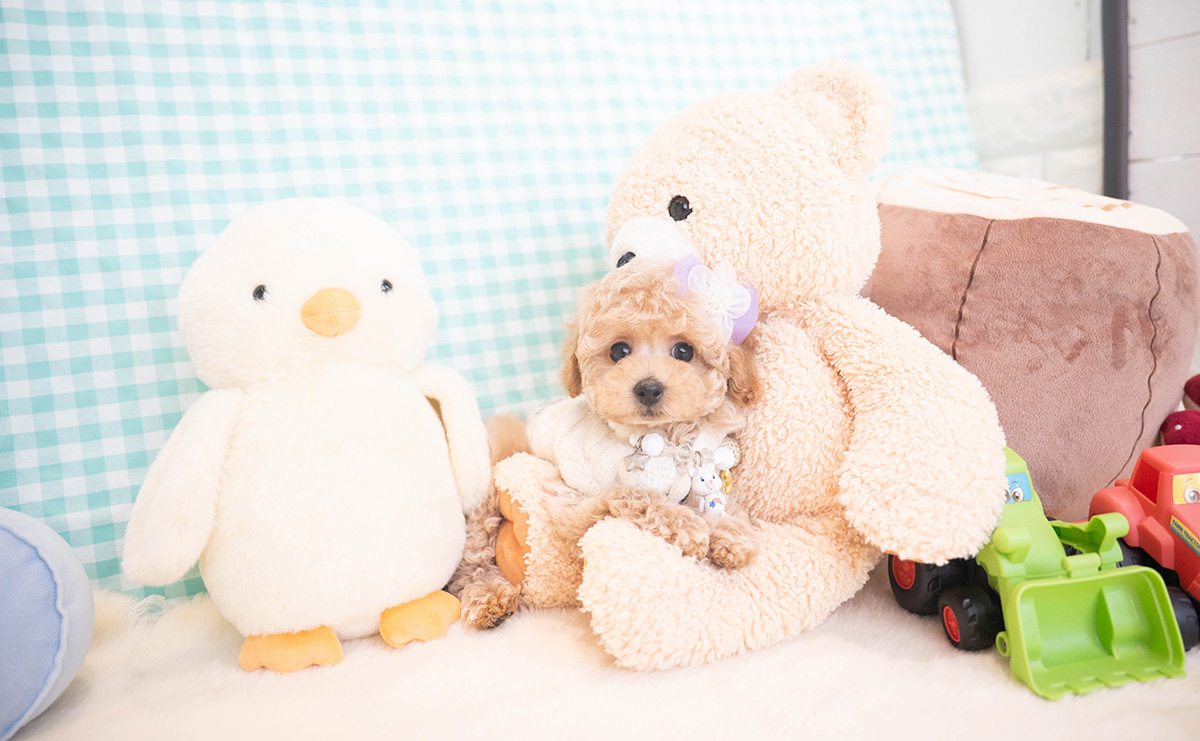 トイプードルのクリームの男の子｜2025年11月12日生まれ｜No.11051｜画像9枚目